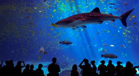 Majestic Underwater World Revealed wallpaper