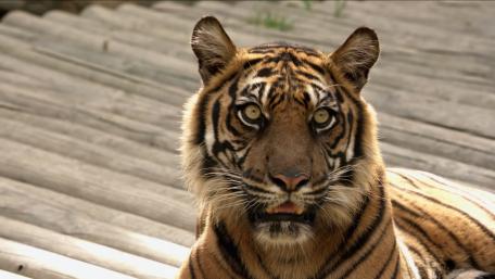 Strong animal wallpaper