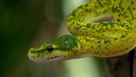 Snake wallpaper