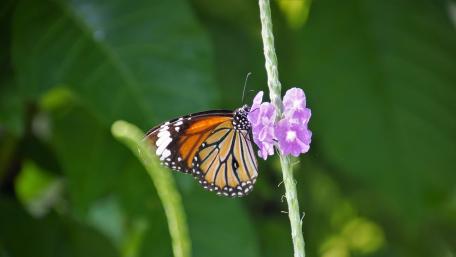 Butterfly wallpaper