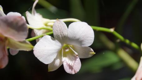 Orchids wallpaper
