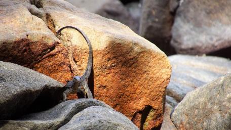 Iguana on the coast wallpaper