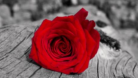 Red rose wallpaper
