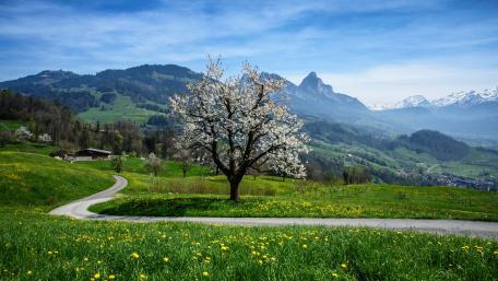 Blooming tree wallpaper