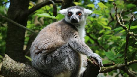 Lemur wallpaper
