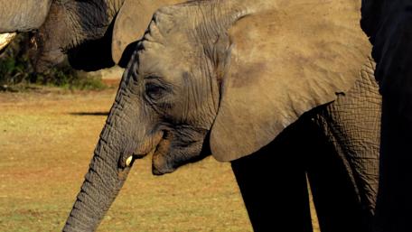 Elephant wallpaper