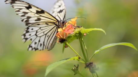 Beauty of Nature wallpaper
