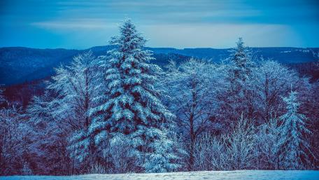 Tranquil Winter Wonderland Scene wallpaper
