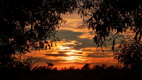 Leaves in the sunset wallpaper