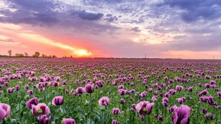 Purple poppy field wallpaper