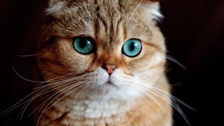 Scottish Fold cat wallpaper
