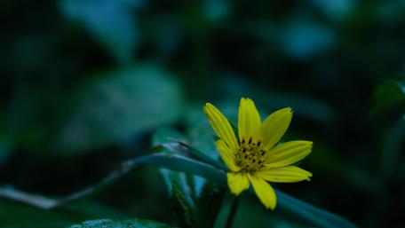 bright flower wallpaper