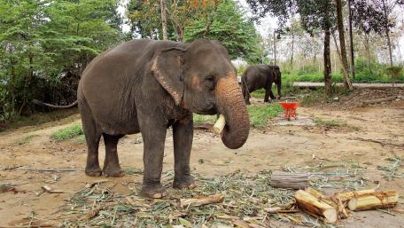 Elephant at breakfast wallpaper