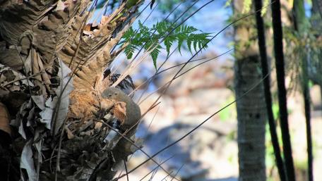 Squirrel nesting wallpaper