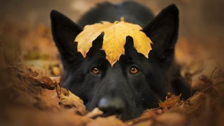 Black dog wallpaper