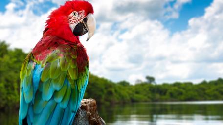 Macaw wallpaper
