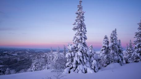 Snowy winter wallpaper