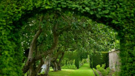 Lush Green Garden Pathway wallpaper