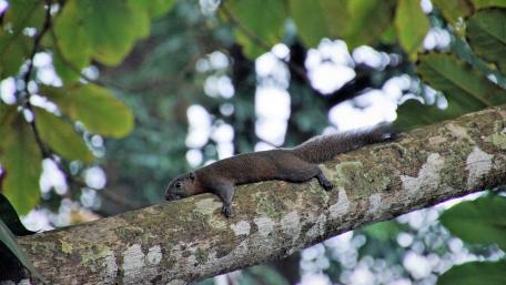 Relaxed Squirrel on a Tree Branch wallpaper