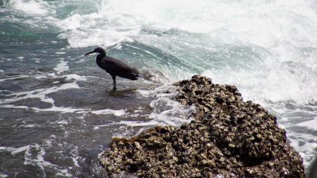 Majestic Bird by the Ocean Waves wallpaper