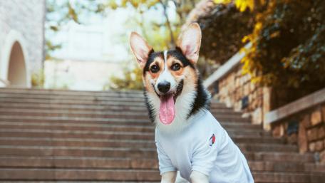 Pembroke Welsh Corgi in T-shirt wallpaper