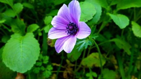 Purple flower wallpaper