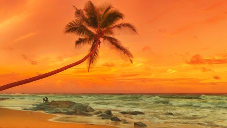 Palm tree above the sea at sunset wallpaper