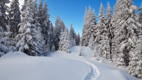 Trail in the snow wallpaper
