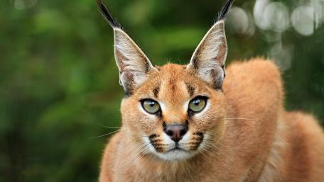 Caracal wallpaper