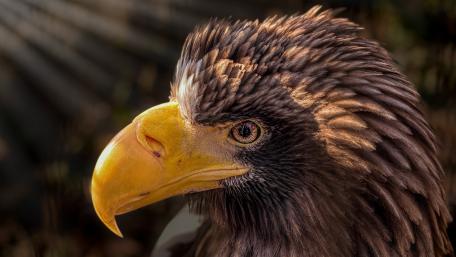 Golden eagle wallpaper