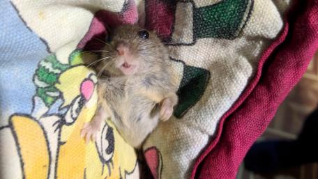 Adorable Mouse Relaxing on a Cozy Blanket wallpaper