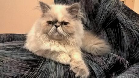 Fluffy Cat Relaxing on a Cozy Couch wallpaper