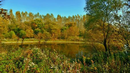 Swamp at fall wallpaper