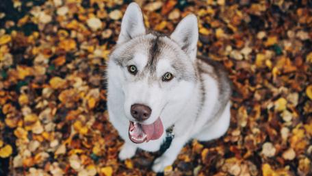 Husky wallpaper