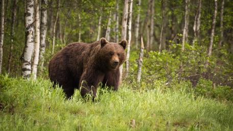 Bear in birch forest wallpaper