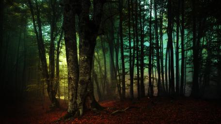 Forest at twilight wallpaper