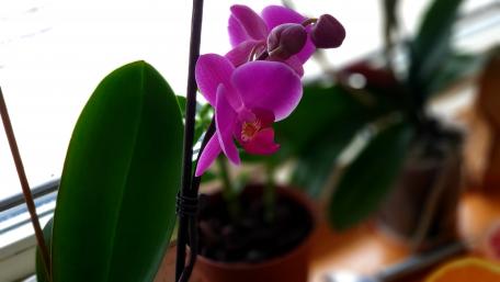 Orchid wallpaper