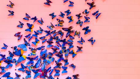 Pink wall with blue butterflies wallpaper