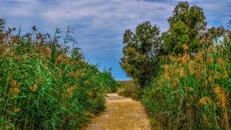 Serene Pathway Through Lush Marshland wallpaper