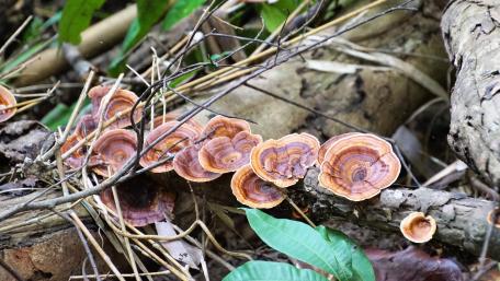 Mushrooms in the forest) wallpaper