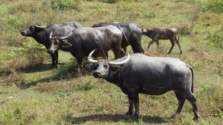 Water buffalo while grazing wallpaper
