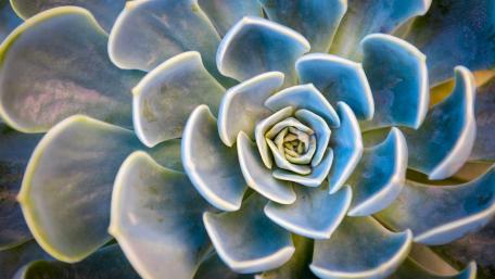 Elegant Echeveria Succulent Wallpaper Design wallpaper