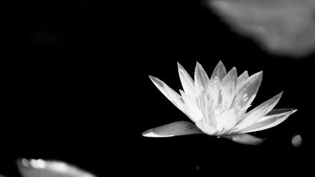 A bright flower in a dirty pond wallpaper