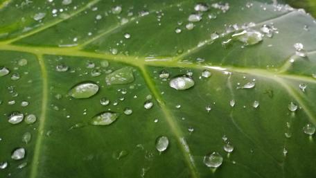 droplets wallpaper