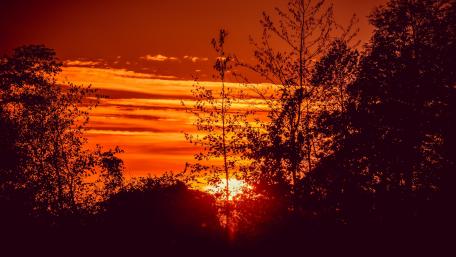 Silhouette of trees wallpaper