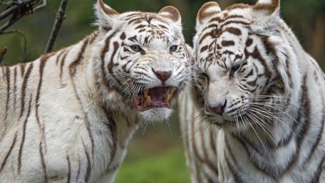 White tigers wallpaper