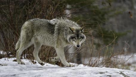 Winter Wolf in Snowy Wilderness wallpaper
