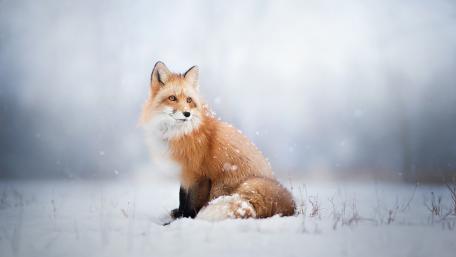 Fox in the snow wallpaper