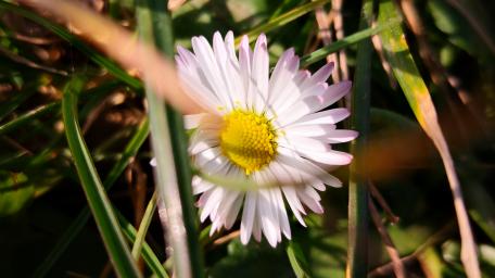 Delicate Daisy in Nature's Embrace wallpaper