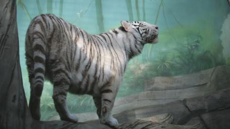 White tiger wallpaper